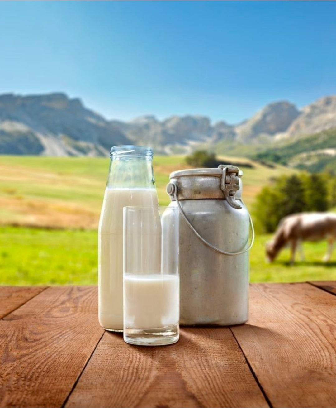 Fresh Full Cream Milk